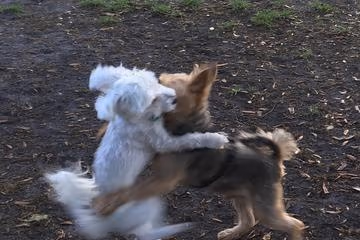 City Paws Dog Park at Howard Park